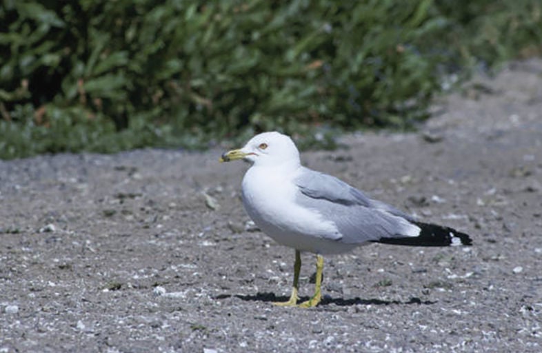 Ring-billed gull